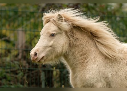 Shetland Ponies, Stallion, 1 year, 10 hh, Perlino