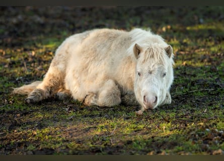 Shetland Ponies, Stallion, 1 year, 10 hh, Perlino