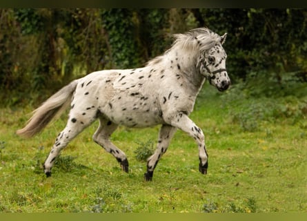 Shetland Ponies, Stallion, 1 year, 11 hh, Leopard-Piebald Shetland Ponies, Stallion, 1 year, 11 hh, Leopard-Piebald