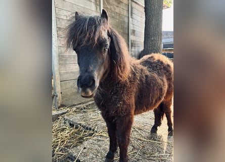 Shetland Ponies, Stallion, 1 year, 5.3 hh, Black