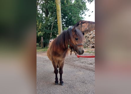 Shetland Ponies, Stallion, 1 year, 7,3 hh, Bay-Dark