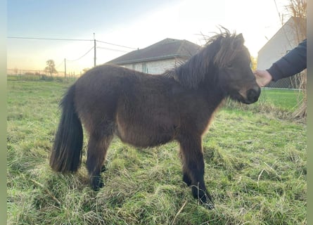 Mini Shetland Pony Mare 11 years 7,3 hh Bay-Dark in süderlügum