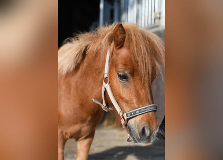 Shetland Ponies, Stallion, 2 years, 8.1 hh, Pinto
