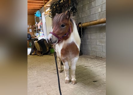 Shetland Ponies, Stallion, 2 years, 8,1 hh, Pinto