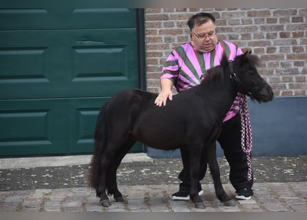 Shetland Ponies, Stallion, 2 years, Black
