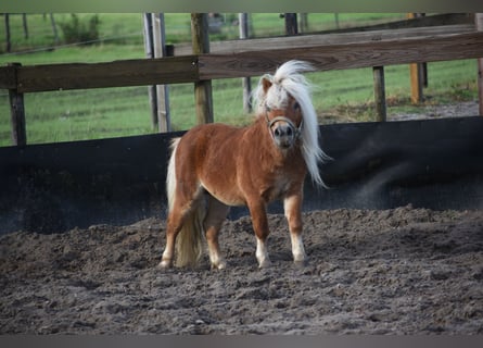 Shetland Ponies, Stallion, 4 years
