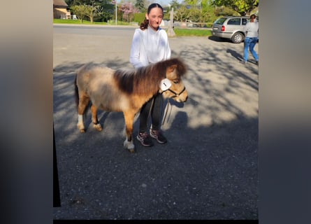 Shetland Ponies, Stallion, 5 years, 8,2 hh, Dun