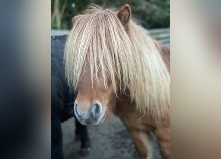 Shetland Ponies, Stallion, 6 years, 8.3 hh, Dun