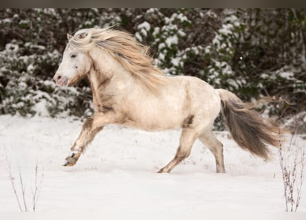 Shetland Ponies, Stallion, 8 years, 11 hh