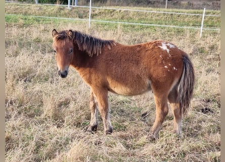 Shetland Ponies, Stallion, Foal (04/2024), 10,1 hh, Leopard-Piebald