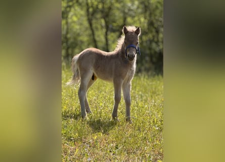 Shetland Ponies, Stallion, , 10.1 hh, Leopard-Piebald