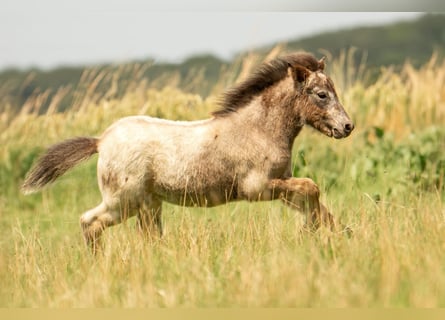 Shetland Ponies, Stallion, Foal (04/2024), 10.2 hh, Leopard-Piebald