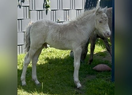 Shetland Ponies, Stallion, Foal (05/2026), 10 hh, Champagne