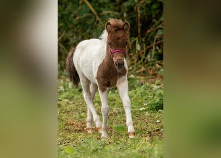 Shetland Ponies, Stallion, Foal (05/2024), 10 hh, Tobiano-all-colors