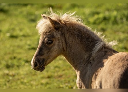 Shetland Ponies, Stallion, Foal (05/2025), 10,1 hh, Leopard-Piebald