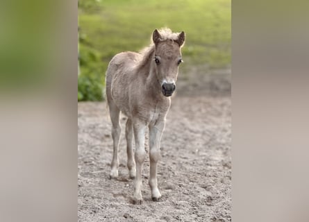 Shetland Ponies, Stallion, , 10,1 hh, Leopard-Piebald