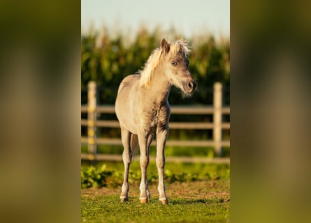 Shetland Ponies, Stallion, Foal (05/2025), 10,1 hh, Leopard-Piebald