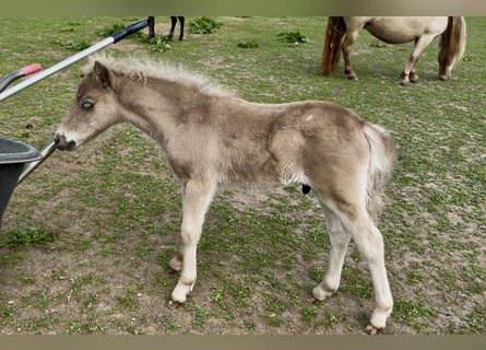 Shetland Ponies, Stallion, , 10,1 hh, Leopard-Piebald