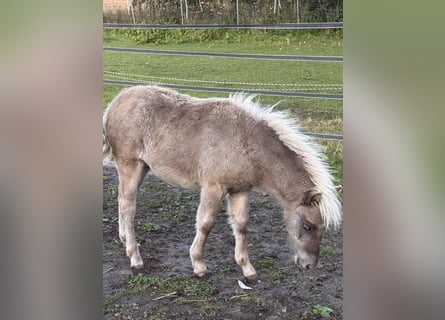 Shetland Ponies, Stallion, Foal (05/2025), 10,1 hh, Leopard-Piebald
