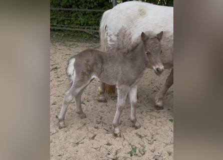 Shetland Ponies, Stallion, , 10,1 hh, Leopard-Piebald