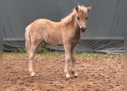 Shetland Ponies, Stallion, , 10,1 hh, Leopard-Piebald