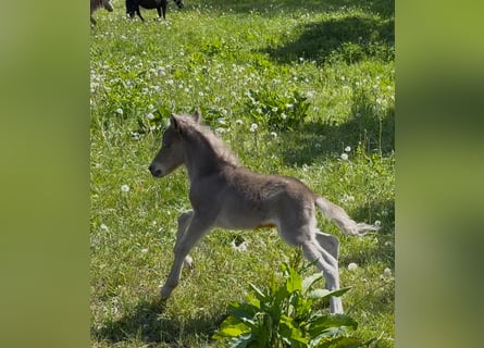 Shetland Ponies, Stallion, , 10,1 hh, Leopard-Piebald