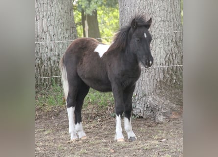 Shetland Ponies Mix, Stallion, Foal (05/2026), 11.2 hh, Pinto