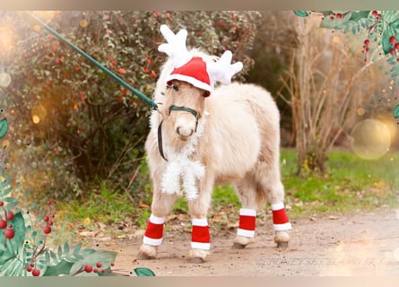 Shetland Ponies, Stallion, , 9,2 hh, Chestnut-Red