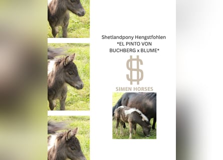 Shetland Ponies, Stallion, Foal (05/2025), 9.2 hh, Pinto