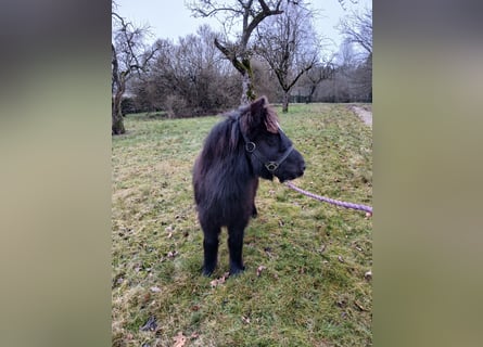 Shetland Ponies, Stallion, Foal (05/2025), 9,2 hh, Black