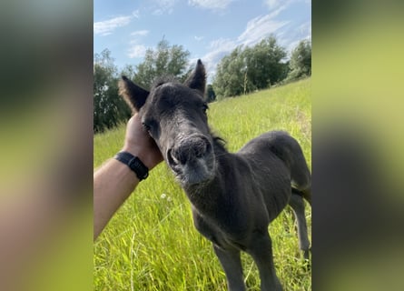 Shetland Ponies, Stallion, Foal (06/2025), 9,2 hh, Black
