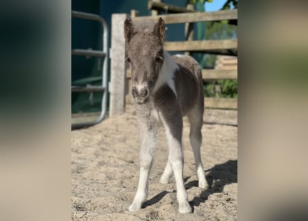 Shetland Ponies, Stallion, , 9,2 hh, Pinto