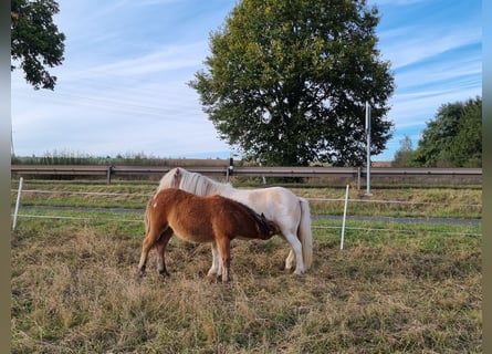 Shetland Ponies, Stallion, Foal (04/2024)