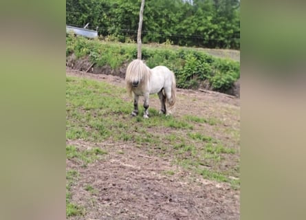 Shetland Ponys, Hengst, 10 Jahre, 83 cm, Schimmel