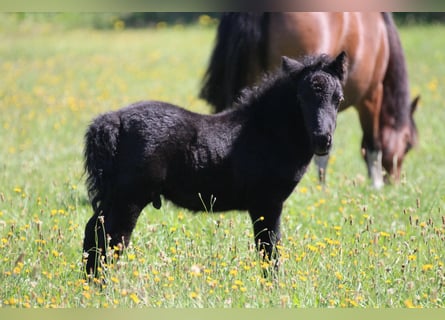 Shetland Ponys, Hengst, 1 Jaar, 100 cm, Appelschimmel