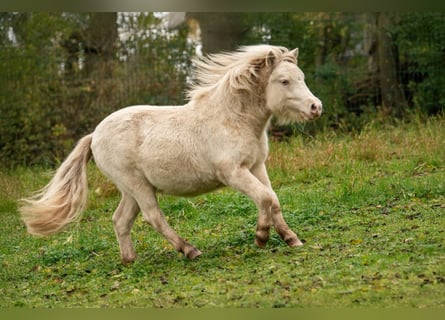 Shetland Ponys, Hengst, 1 Jaar, 102 cm, Perlino