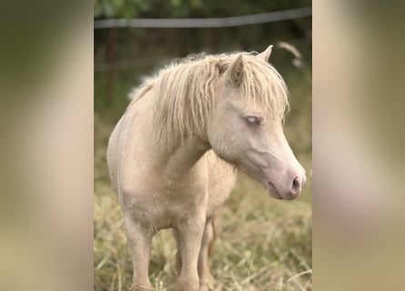 Shetland Ponys, Hengst, 1 Jaar, 104 cm, Perlino