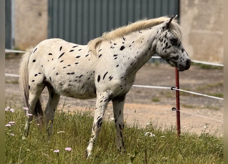 Shetland Ponys, Hengst, 1 Jaar, 113 cm, Appaloosa