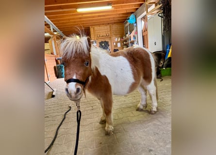 Shetland Ponys, Hengst, 1 Jaar, 85 cm, Gevlekt-paard