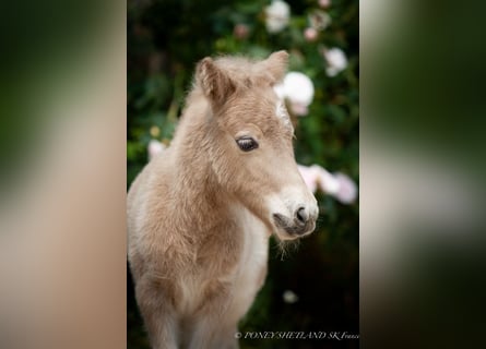 Shetland Ponys, Hengst, 1 Jahr, 102 cm, Fuchs