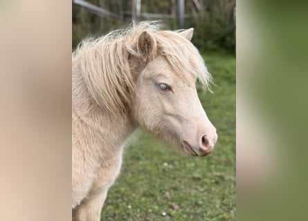 Shetland Ponys, Hengst, 1 Jahr, 102 cm, Perlino