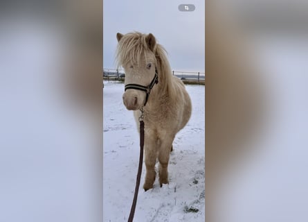 Shetland Ponys, Hengst, 1 Jahr, 102 cm, Perlino