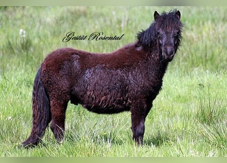Shetland Ponys, Hengst, 1 Jahr, 110 cm, Rappe
