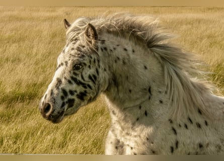 Shetland Ponys, Hengst, 1 Jahr, 113 cm, Tigerschecke