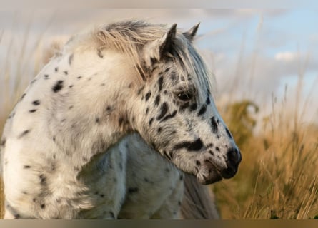 Shetland Ponys, Hengst, 1 Jahr, 113 cm, Tigerschecke