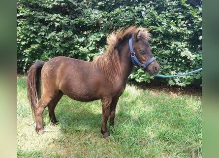 Shetland Ponys, Hengst, 1 Jahr, 80 cm