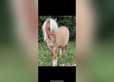 Shetland Ponys, Hengst, 1 Jahr, 84 cm, Fuchs