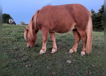 Shetland Ponys, Hengst, 1 Jahr, 90 cm, Fuchs