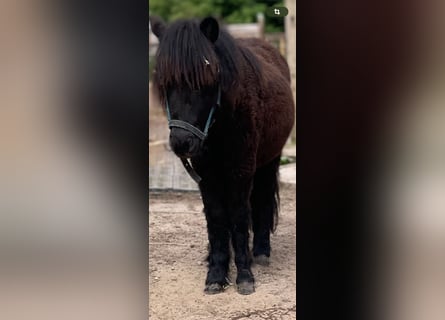 Shetland Ponys, Hengst, 1 Jahr, 90 cm, Rappe