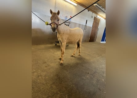 Shetland Ponys, Hengst, 1 Jahr, 90 cm, Tigerschecke